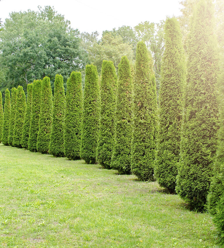 Freshly mowed long rows of tall green decorative white cedar at country residence. Hedge of fresh cedars trees at city park. Landscape design and gardening concept