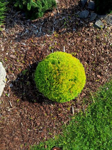 trimmitud-taim-pealt